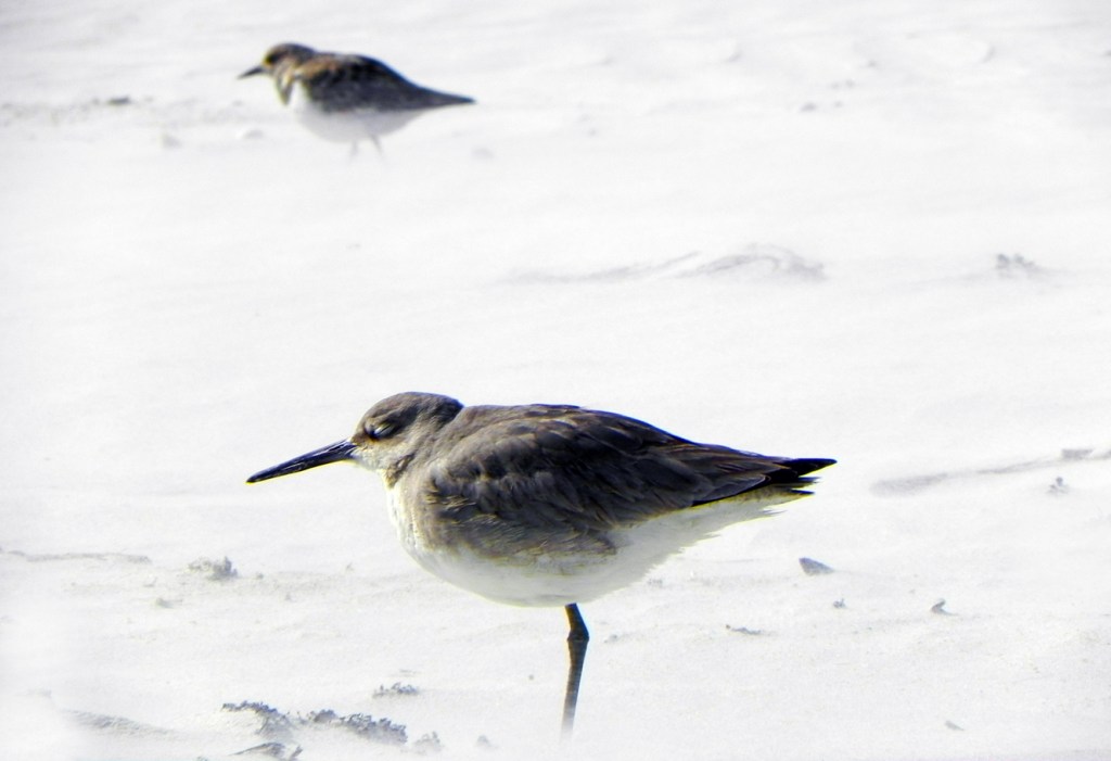 robert santafede closed