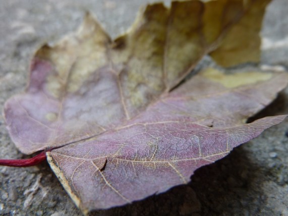 Robert Santafede Leaving