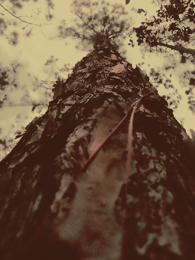 robert-santafede-uptree robert santafede tree