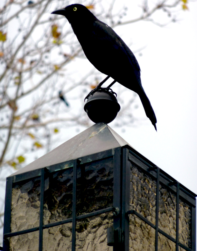 robert santafede watchers