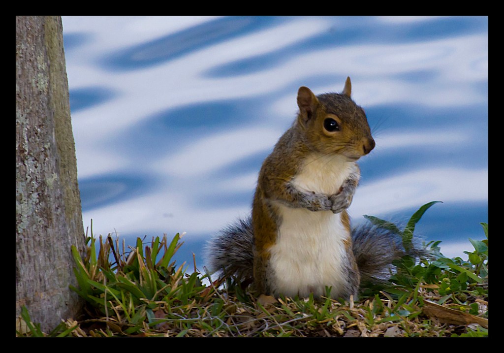 "Coy" by Robert Santafede