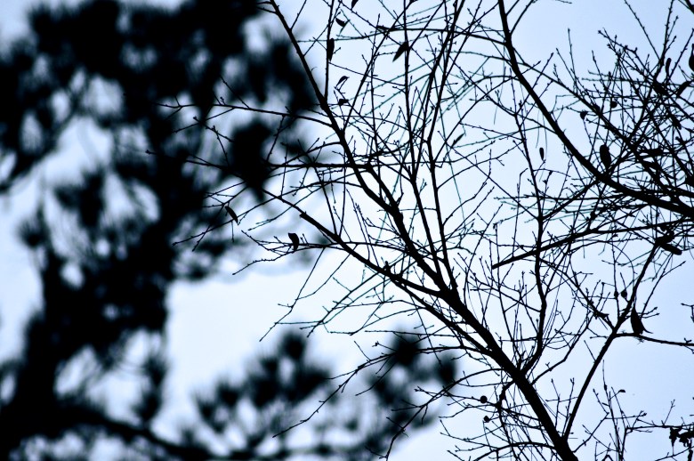 robert santafede defocus