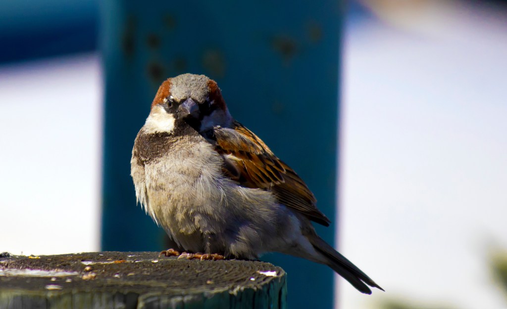 robert santafede guardian