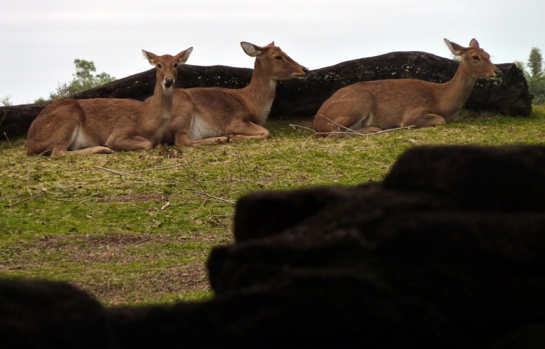 robert santafede hidden
