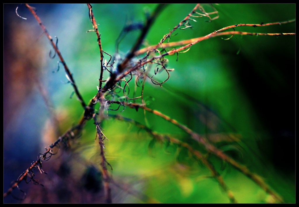 robert santafede outshrill