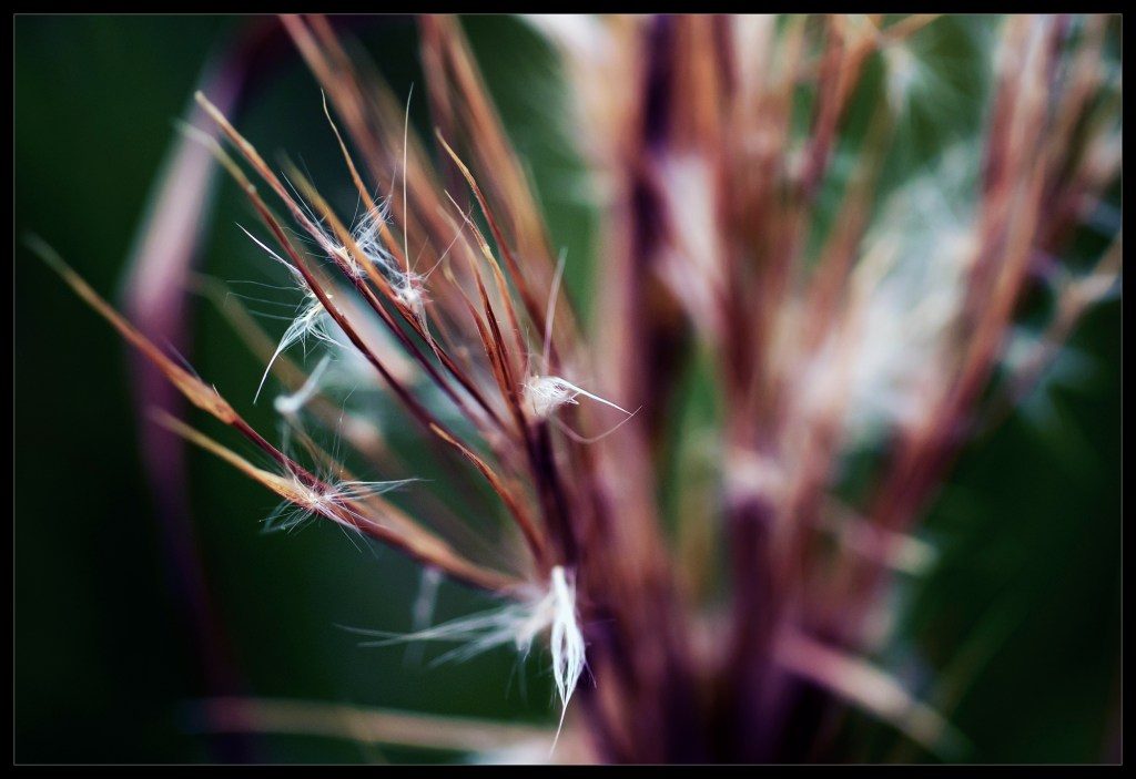 robert-santafede-reach robert santafede reach