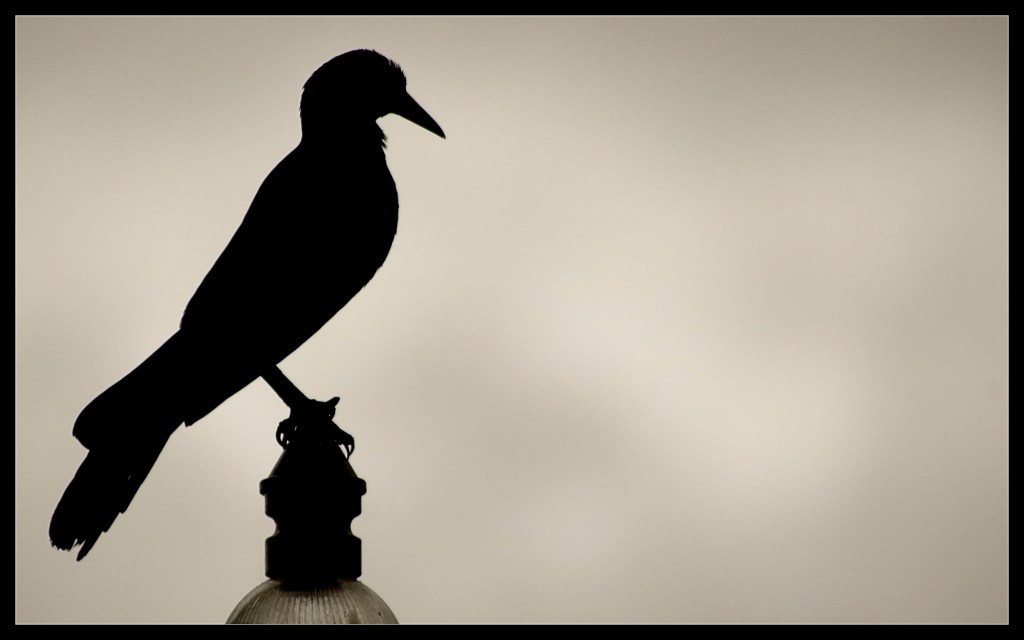 robert-santafede-emperor "Emperor" by Robert Santafede