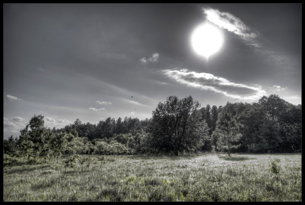 Open "Open" A Nature Photograph By Robert Santafede