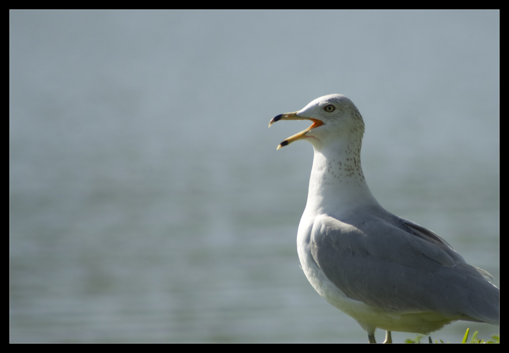 shocked-seagull-is-shocked Shocked Seagull Is Shocked, photographed by Robert Santafede