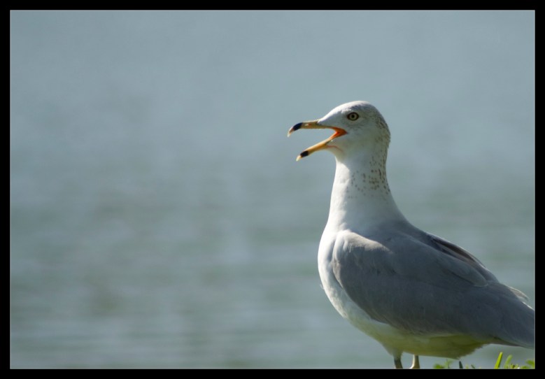 Shocked Seagull Is Shocked, photographed by Robert Santafede