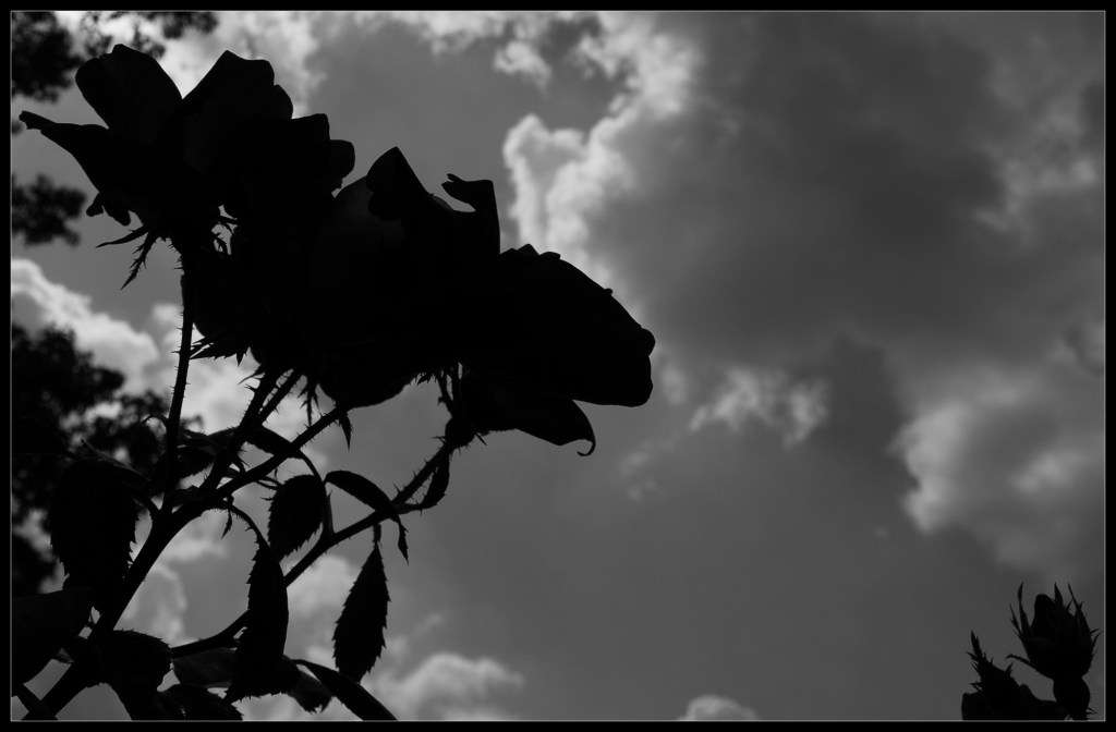 "Bare", a black and white photo by Robert Santafede